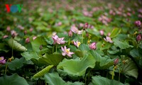 Charming lotus blossoms in Hue