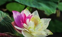 Colourful lotus pond in the suburbs of Hanoi