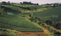 High-tech agricultural development in the central highlands