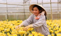 Da Lat plants more than 1,000ha of flowers