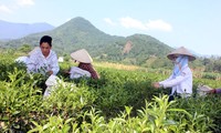 Dai Tu tea festival in Thai Nguyen