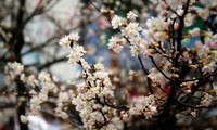10,000 cherry blossoms celebrate Vietnam, Japan ties