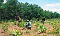 Forest plantation in Yen Bai