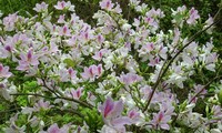 Dishes made from Bauhinia flowers in Vietnam’s northwestern region