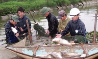 青年志愿者打造新农村建设模式