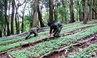 越南科学家编制西原地区药材名录