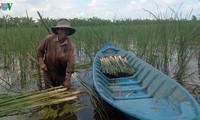 乌明下居民区靠种植香蒲发展经济