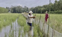 后江省涨水季节的田间养鱼