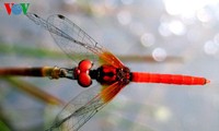 Einzigartige Heide-Libellen in Zentralvietnam