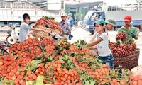 Ausbau des Markenzeichens vietnamesischer Landwirtschaftsprodukte