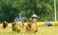 Verkauf von Anteil - Neues Modell zur Förderung der Position der Bauern im Mekong Delta