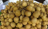 Longan-Bäume-Zucht dient der Neugestaltung ländlicher Räume in Hung Yen