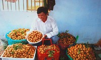 Longan-Anbau nach Modell VietGap