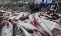 Vietnamesische Unternehmen überwachen streng die Zucht von Pangasius