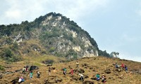 Maisanpflanzen im vietnamesischen Hochland