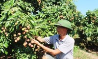 Provinz Bac Giang konzentriert sich auf Handelsförderung der Litschi