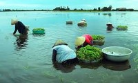 Das Alltagsleben in Dong Thap Muoi während der Hochwassersaison