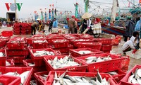 Fischer aus Binh Dinh sind erfolgreich beim Fischfang