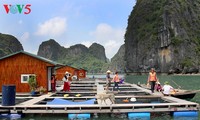 Fischer in Halong-Bucht leben im Einklang mit dem Meer