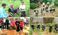 Der Zugang landwirtschaftlicher Produkte aus Vietnam zu ausländischen Märkten