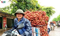 Früchte aus Vietnam werden in viele Länder exportiert