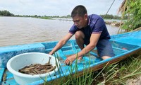 ຮູບແບບລ້ຽງກຸ້ງອີງຕາມດິນຟ້າອາກາດຢູ່ແຂວງ ເຮົ້າຢາງ