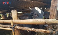 ໂຄງ​ການ​ລ້ຽງ​ງົວ​ພັນ​ໜູນ​ຊ່ວຍ​ຊີ​ວິດ ປ​ຊ​ຊ ຢູ່​ຕາ​ແສງ ອີ​ອາ​ເປັດ, ແຂວງ ຢາ​ລາຍ