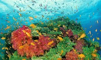  Serious decline of Coral in the East Sea