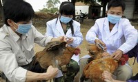 Vietnam se esfuerza por evitar contagio de gripe aviar H7N9 y H5N1