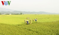 Vietnam figurará entre los cinco mayores productores de arroz en 2017