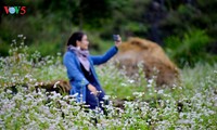 Visitan Ha Giang en la época de las flores del alforfón