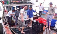 Pescadores de Quang Tri reanudan actividades laborales en el mar