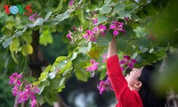 Las flores de Bauhihina en el corazón de Hanói