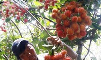 Vietnam exportará rambután a Nueva Zelanda