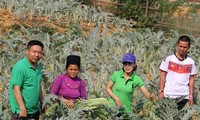 Do Tien Si “despierta” potencialidades de la medicina en Lao Cai