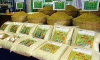 Exportaciones de arroz de Vietnam alcanzan casi 6 millones de toneladas en los primeros 11 meses de 2019