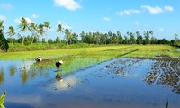 Ca Mau desarrolla una marca de arroz orgánico