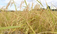 Vietnam y Australia cooperan en el desarrollo de nuevas variedades de arroz