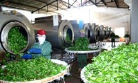 Construyen la marca del té vietnamita