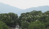 Recorrer bosques de manglares en Khanh Hoa