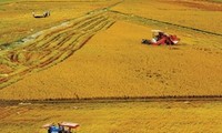 Éxitos del Modelo de cultivo extensivo de arroz en An Giang