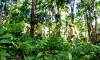 Empeñado en proteger bosques de Truong Son