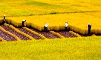 Eficiencia del cultivo extensivo en la construcción de nuevo campo en Vietnam