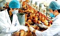 Arrecia Vietnam medidas preventivas contra la gripe aviar tipos H5N1 y H7N9