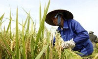 Vietnam, premiada por la lucha contra la pobreza y la desnutrición