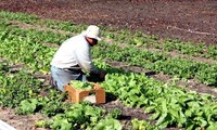 Cho Vuon, mercado de hortalizas vietnamitas en centro de Washington