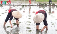 La fête rizicole estivale de Quang Yên