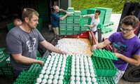 Oeufs contaminés: la Commission va convoquer les 12 pays touchés par la crise sanitaire