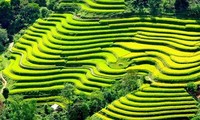 Les rizières en terrasse de Mu Cang Chai à l’honneur 