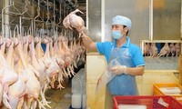 Le poulet vietnamien exporté au Japon